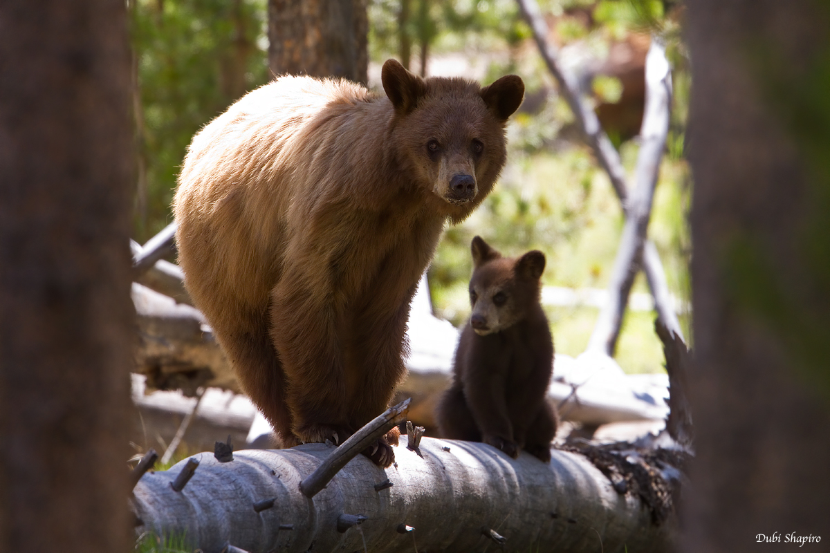 Brown Bear with Cub