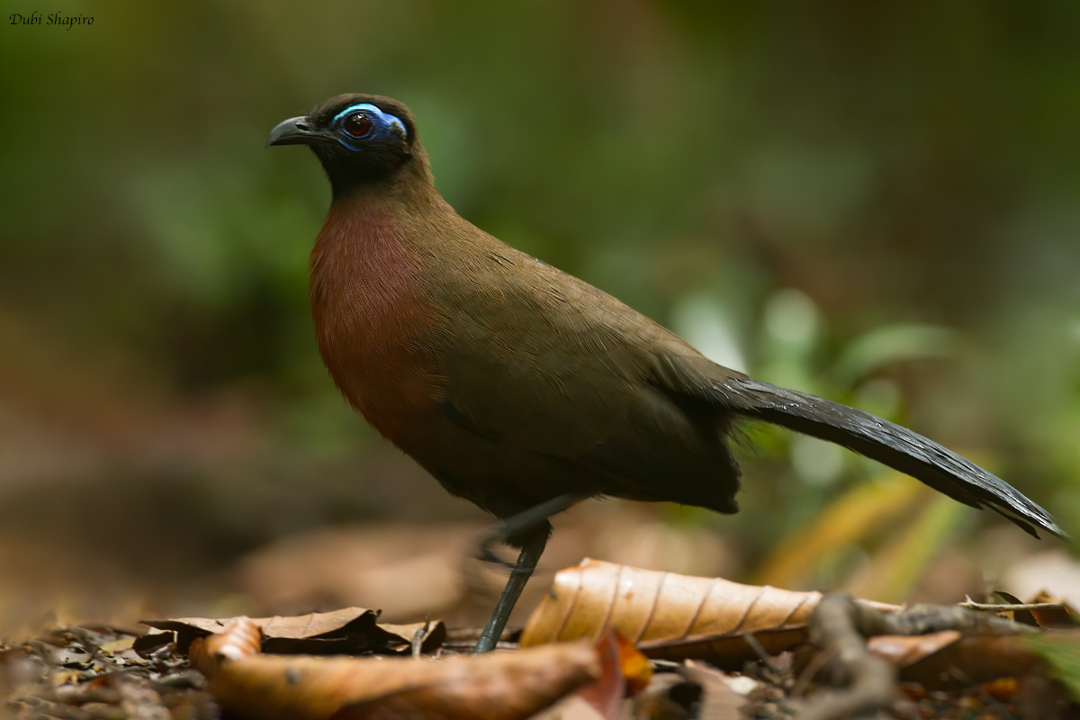 Red-breasted Coua