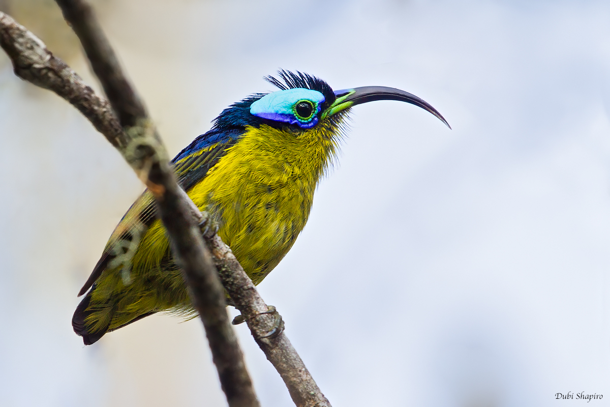 Common Sunbird-asity 