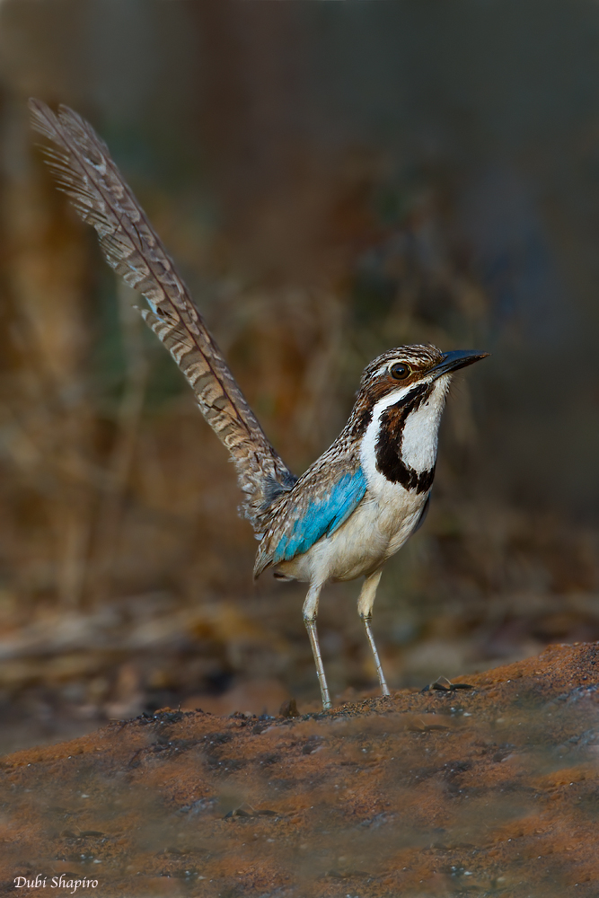 Long-tailed Ground Roller 