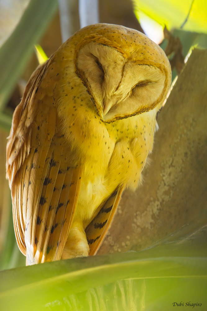 Madagascar Red Owl (Barn-Owls)
