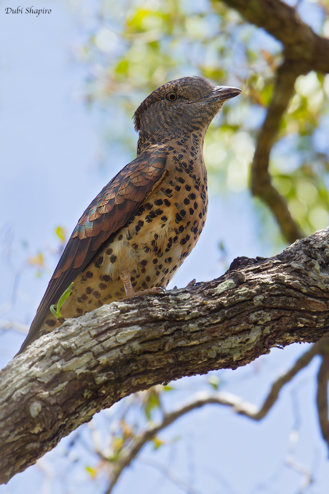 Cuckoo Roller (Cuckoo-roller)