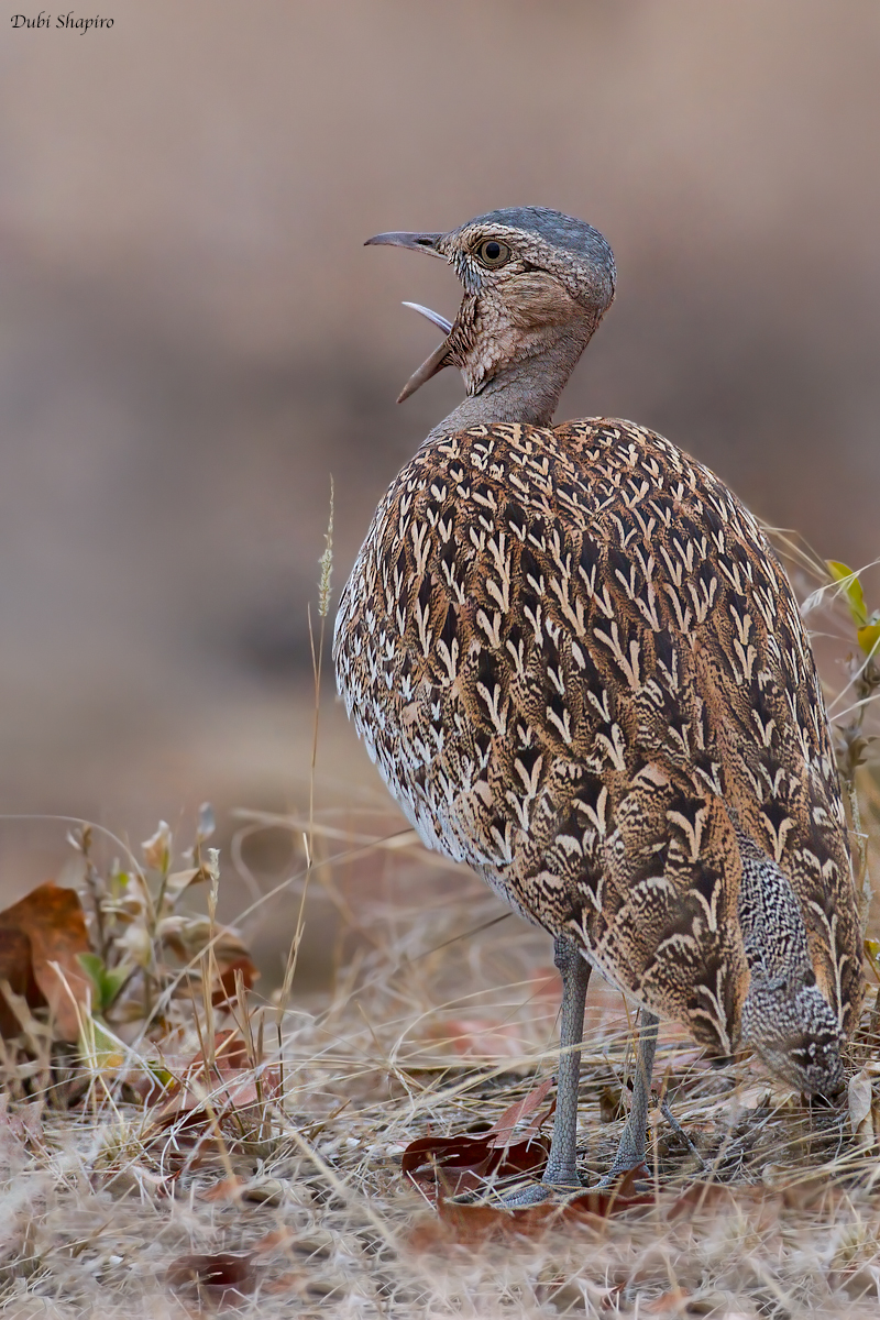 Red-crested Bustard 