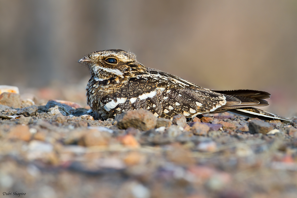 Mozambique Nightjar 