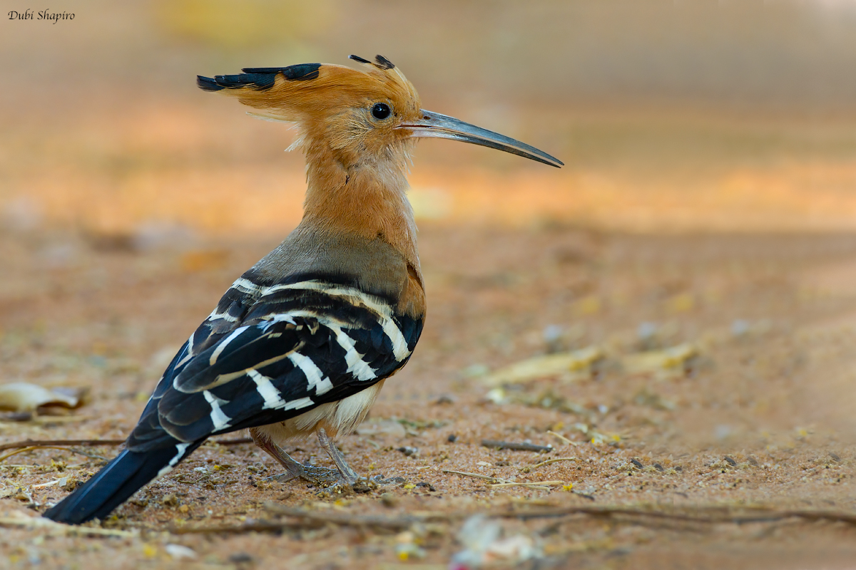Madagascar Hoopoe (Hoopoes)