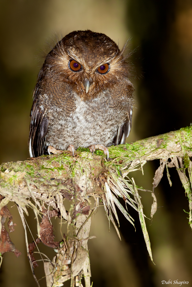 Long-whiskered Owlet 