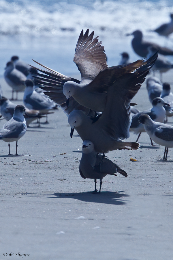 Gray Gull