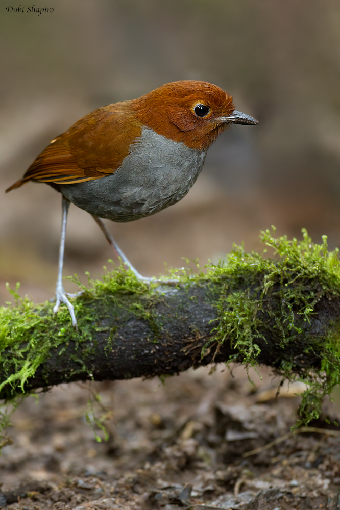 Bicolored Antpitta (Antpittas)