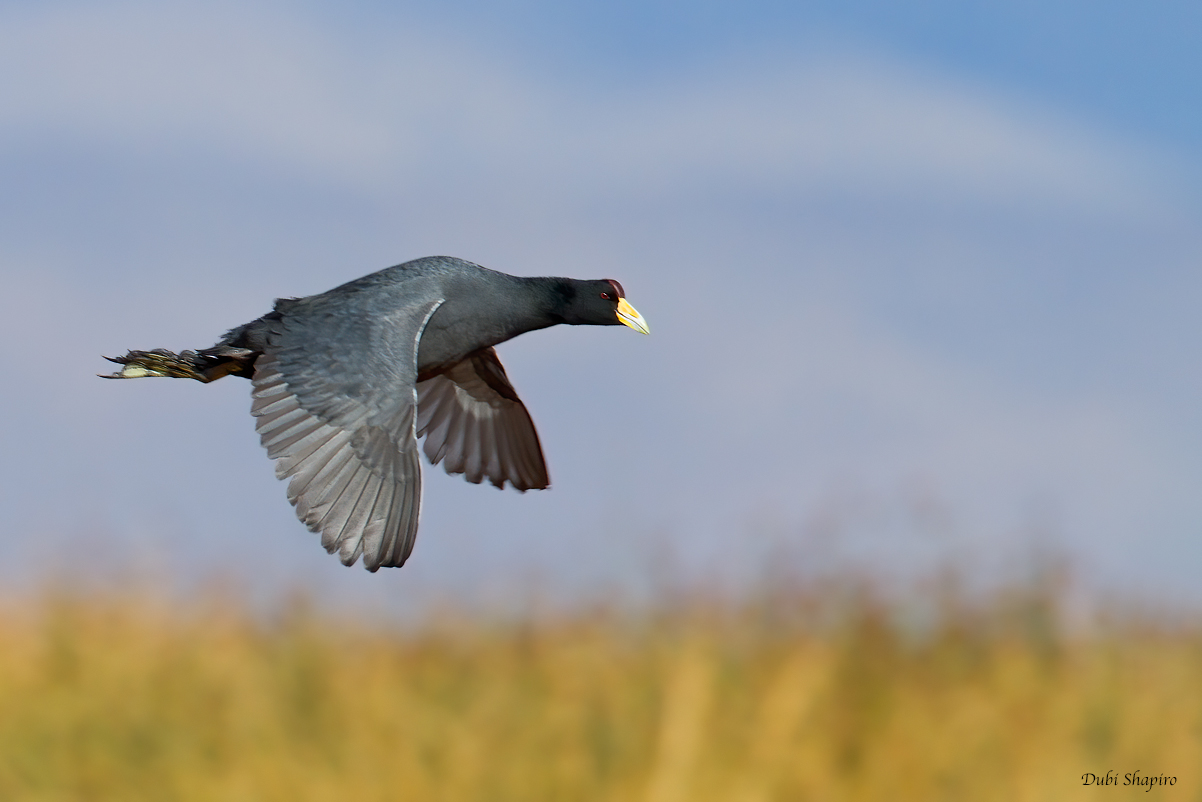 Andean Coot