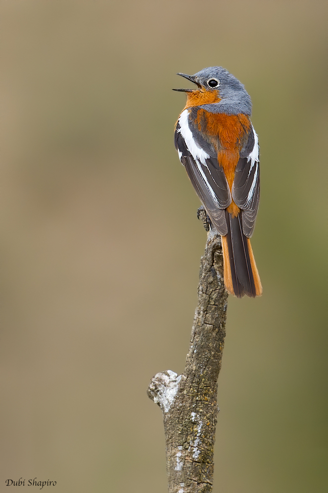 Ala Shan Redstart