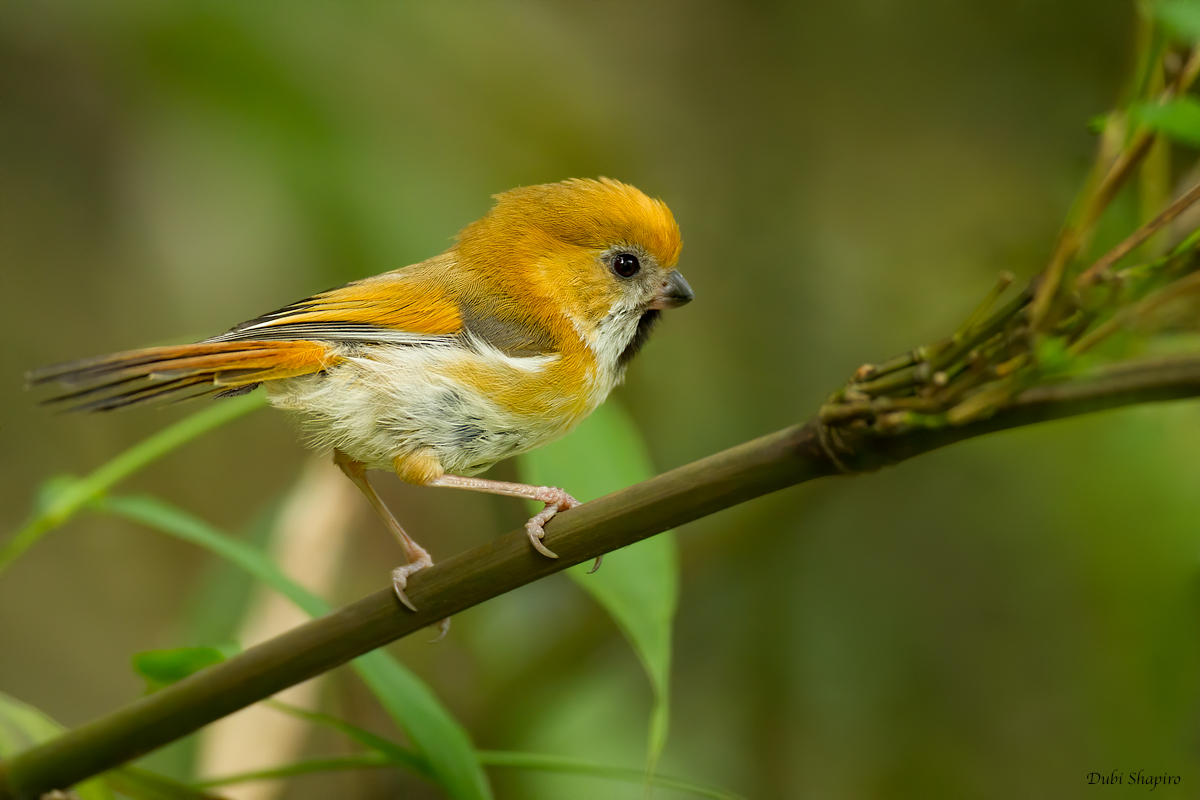 Golden Parrotbill 