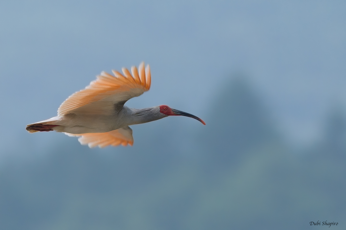 Asian Crested Ibis (Ibises and Spoonbills)