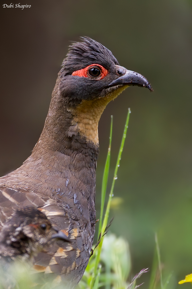 Buff-throated Partridge