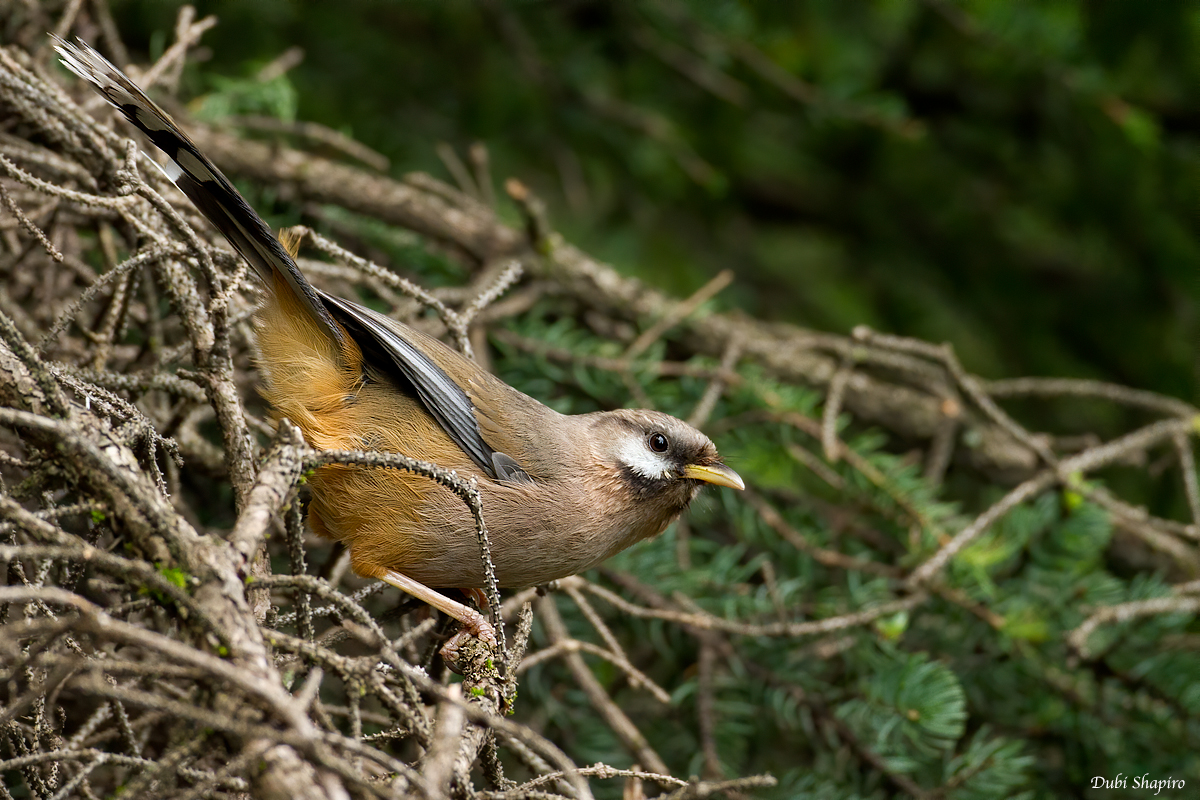 Snowy-cheeked Laughingthrush