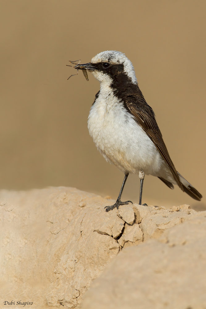 Vittata Pied Wheatear