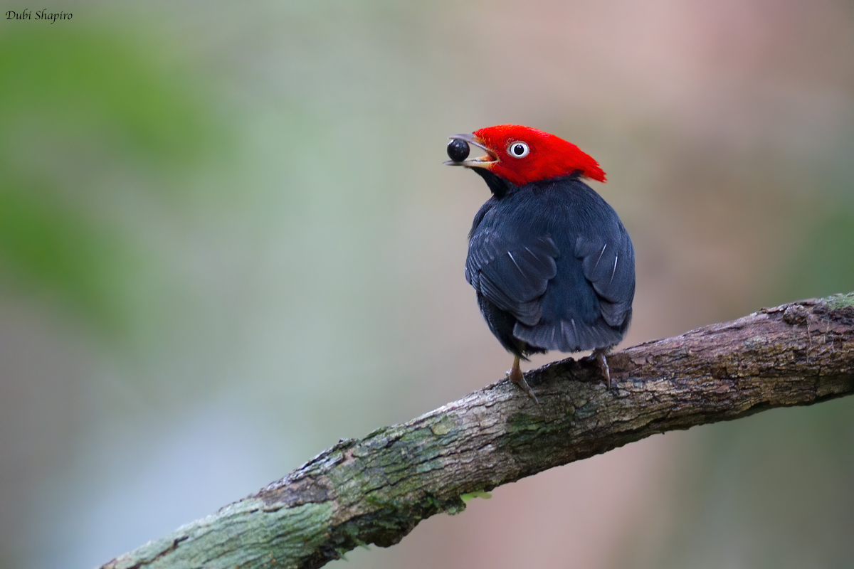 Round-tailed manakin (Manakins)