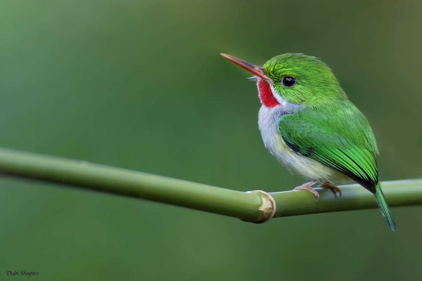 Puerto Rican Tody (Todies)
