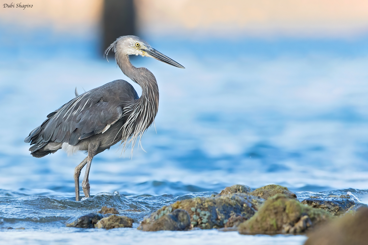 Great-billed Heron 