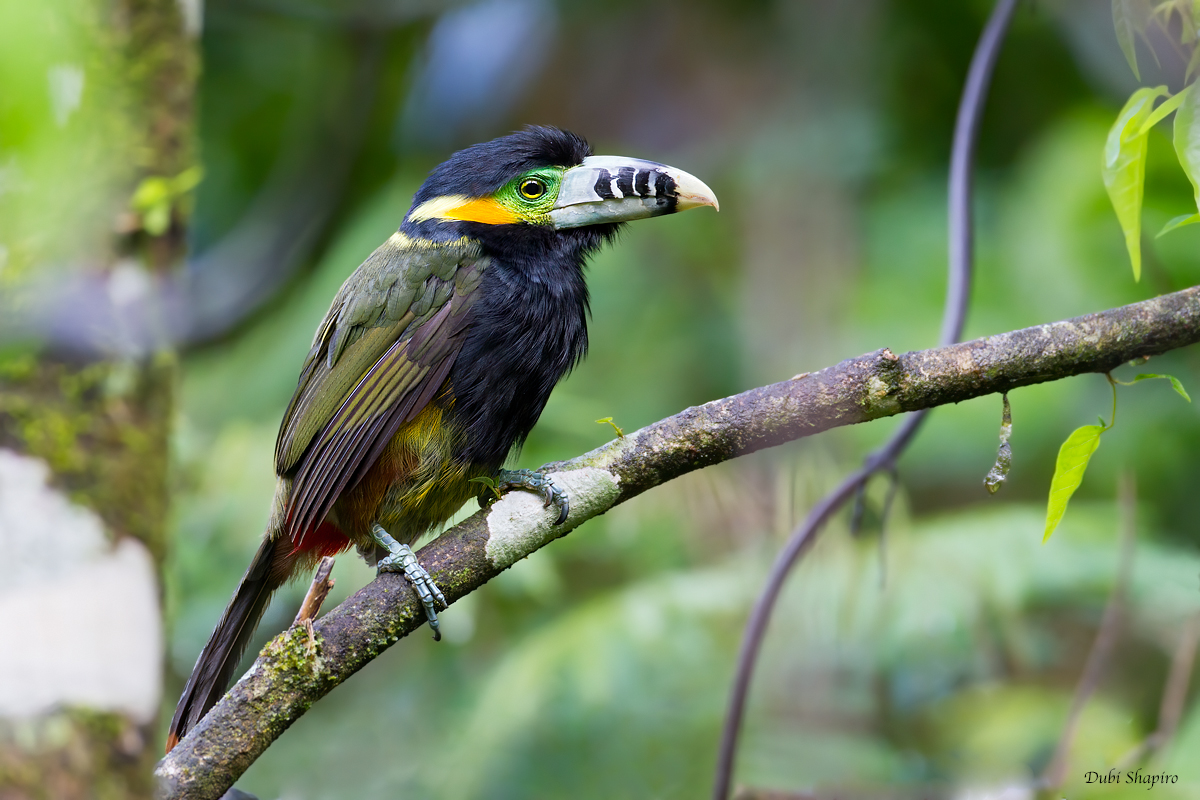 Spot-billed Toucanet 