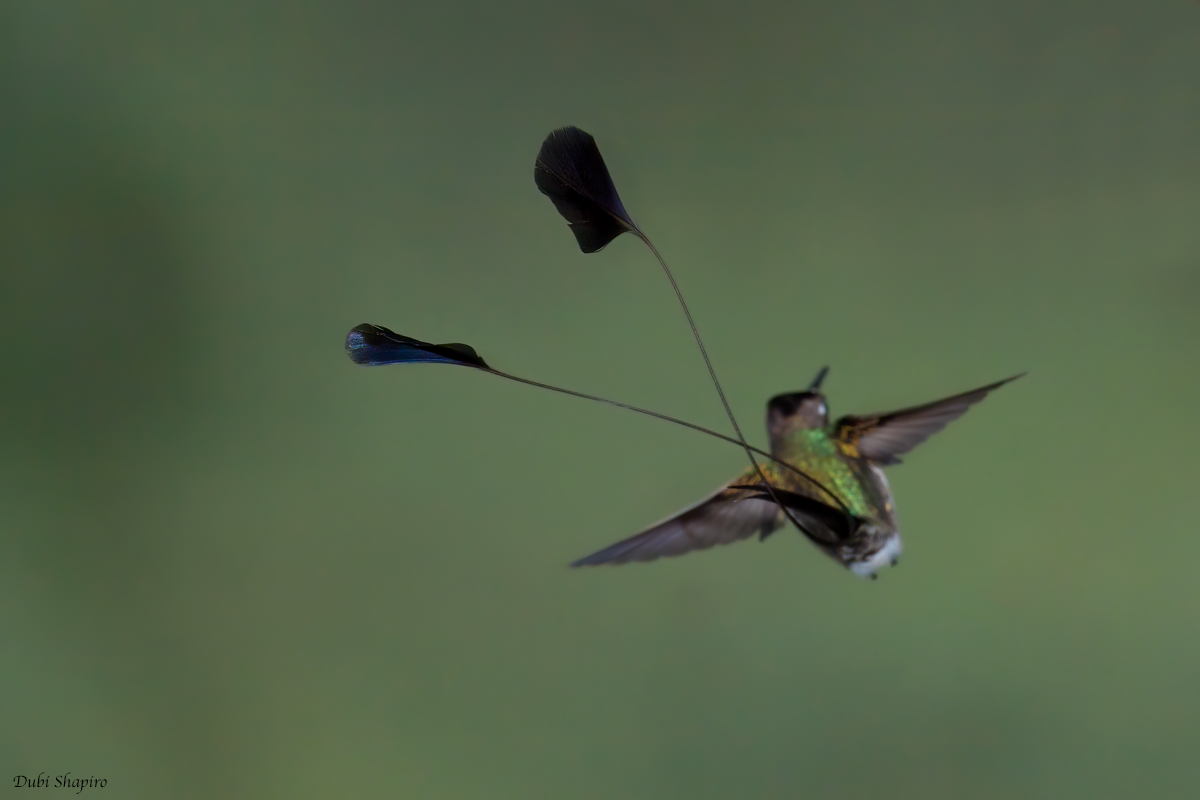 Marvelous Spatuletail 