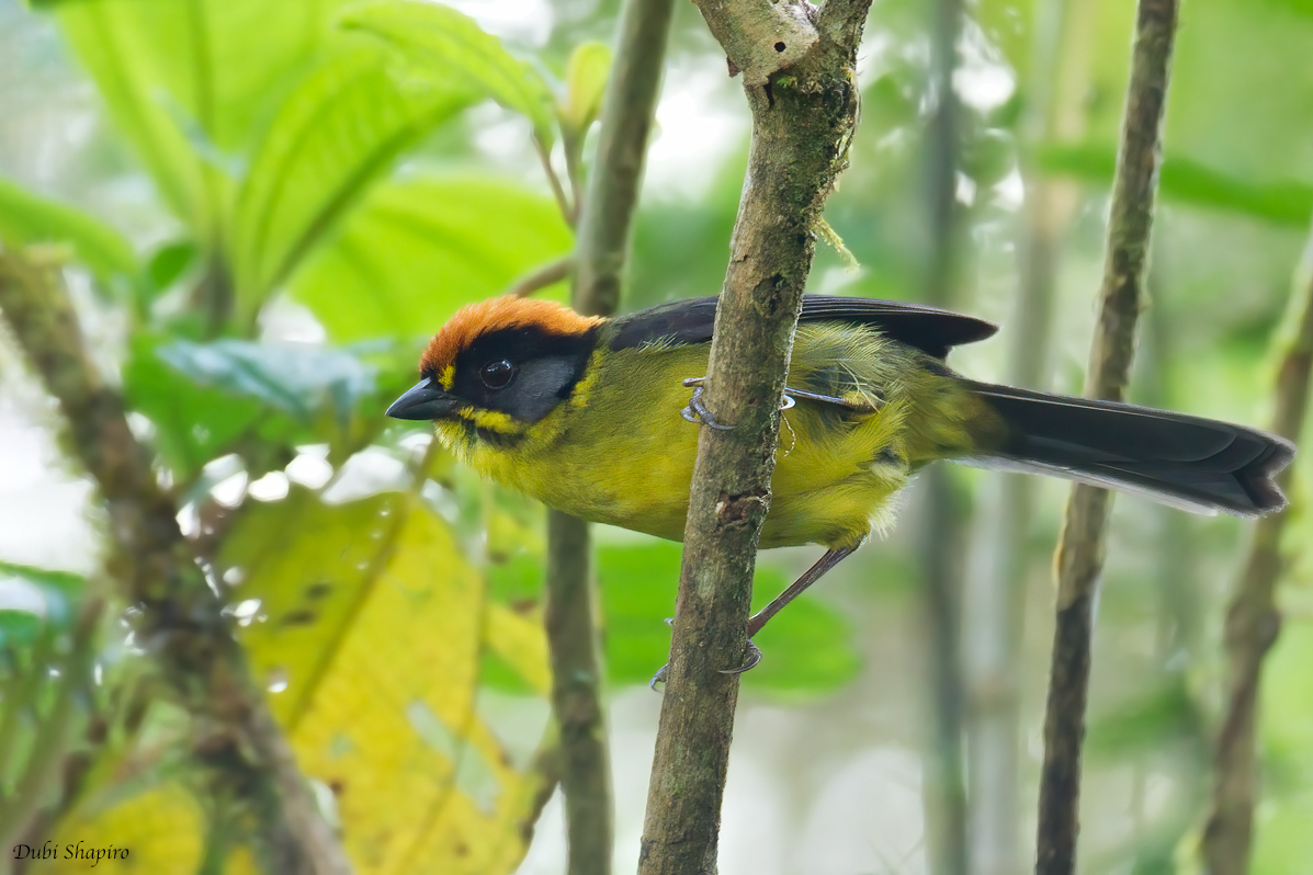 Bolivian Brushfinch