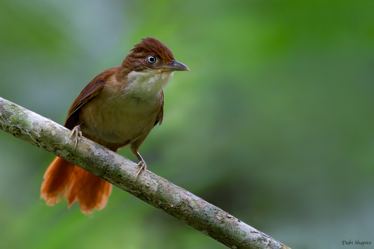 White-eyed Foliage-gleaner