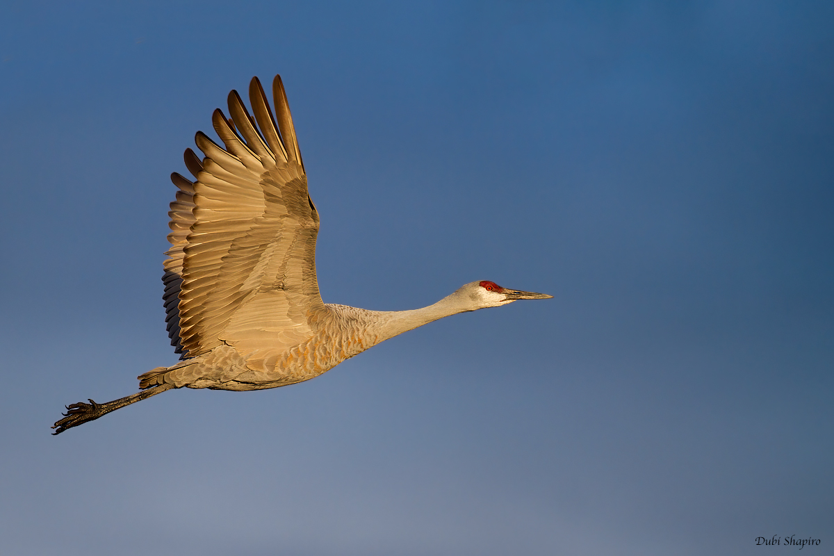 Sandhill Crane 