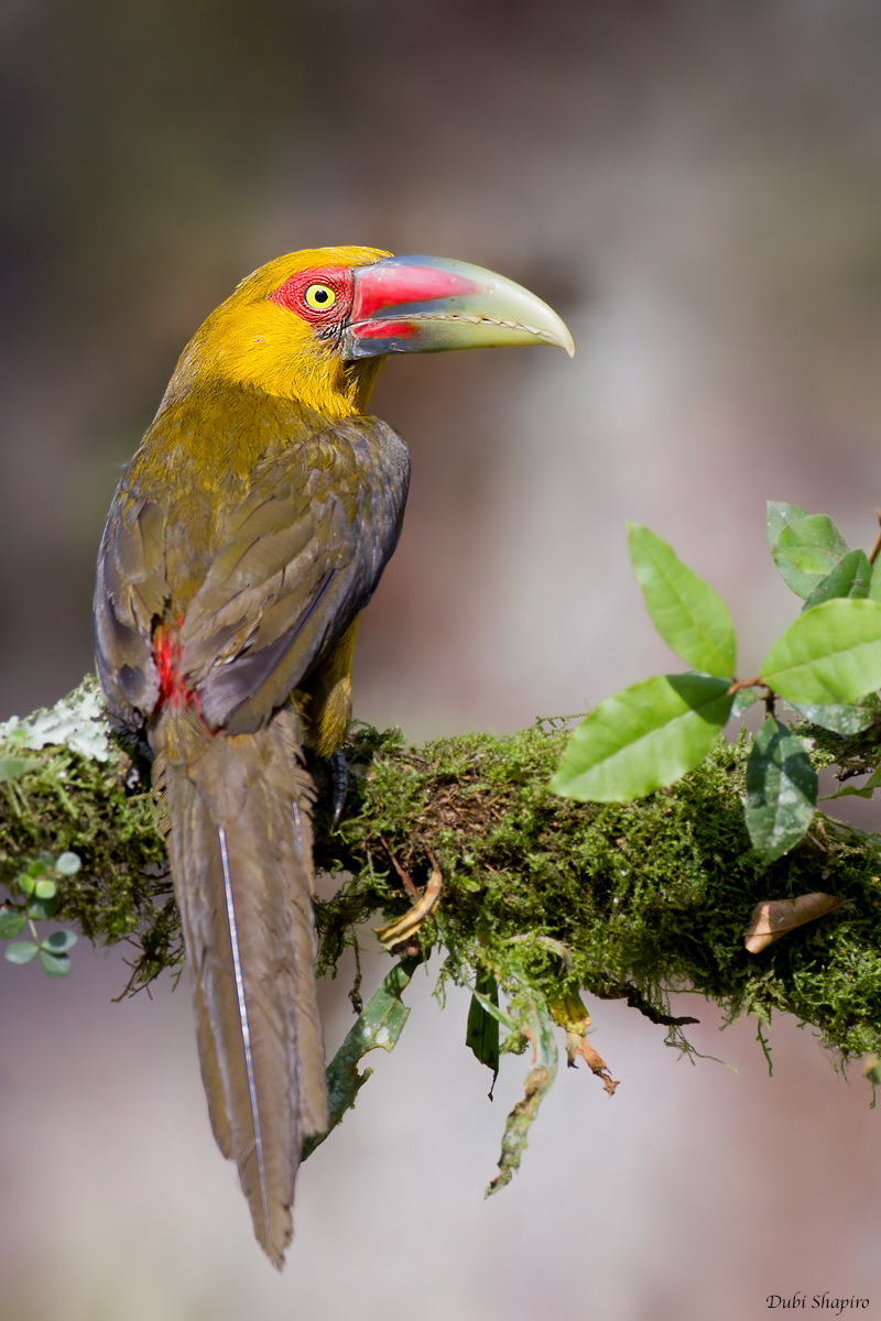 Saffron Toucanet 