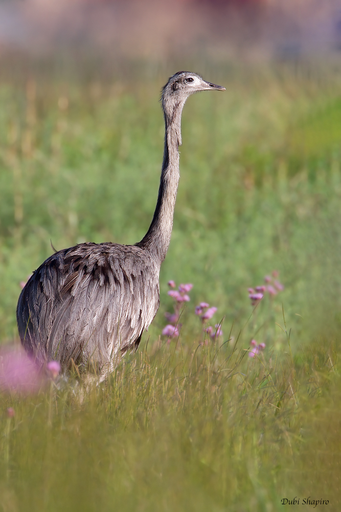 Greater Rhea