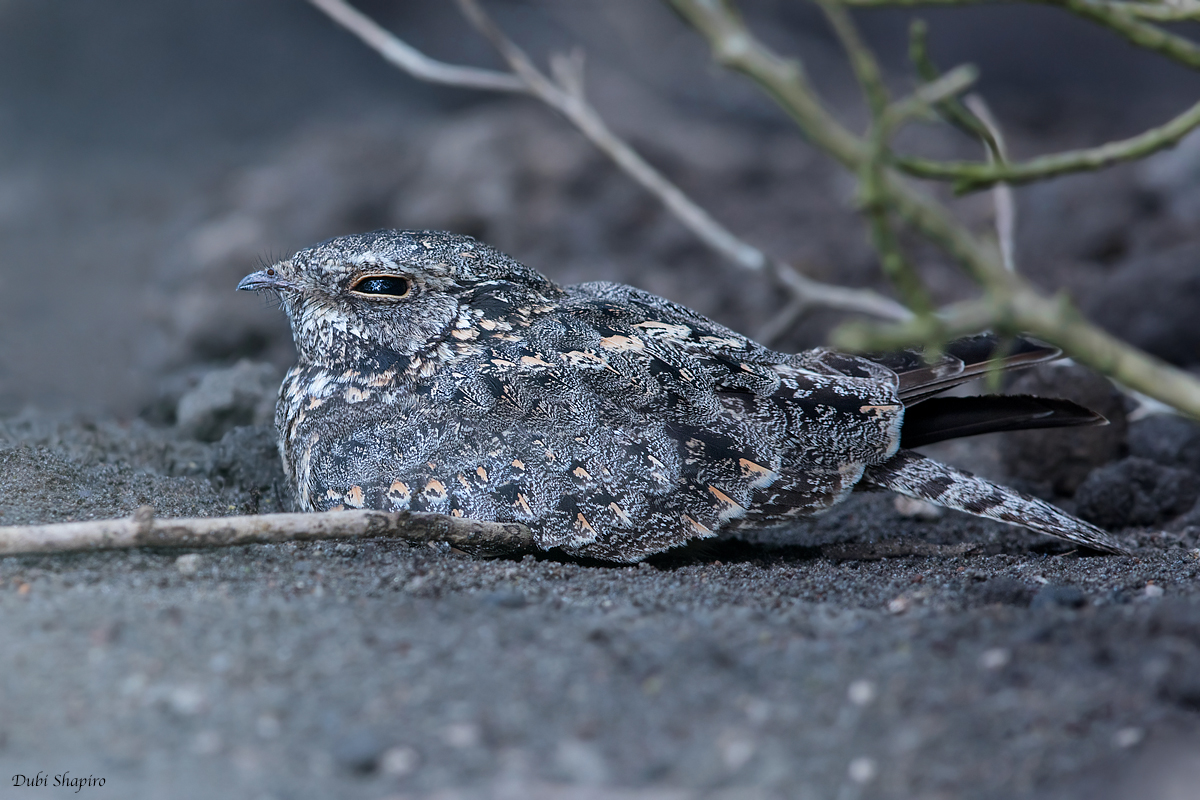 Savanna Nightjar 