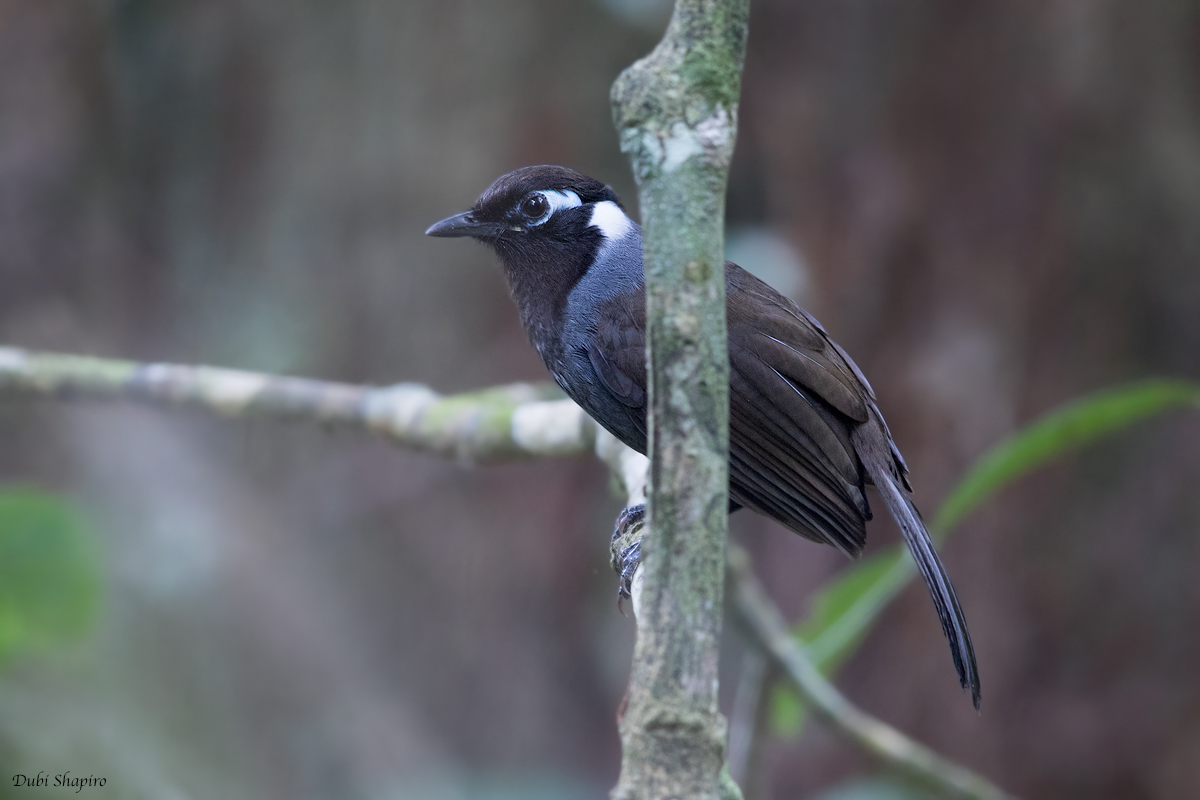 Cambodian Laughingthrush 