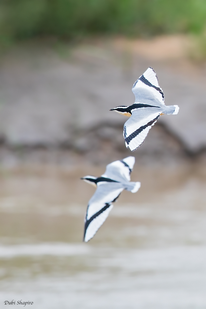 Egyptian Plover 