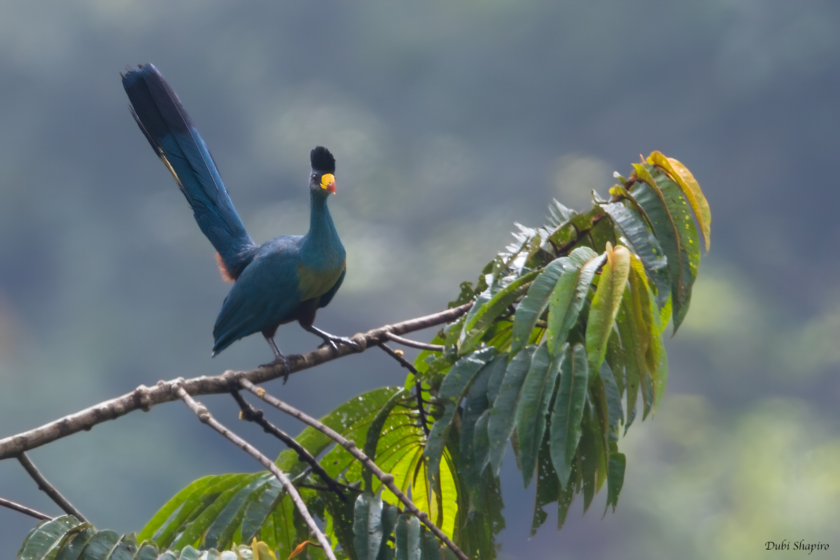 Great Blue Turaco 