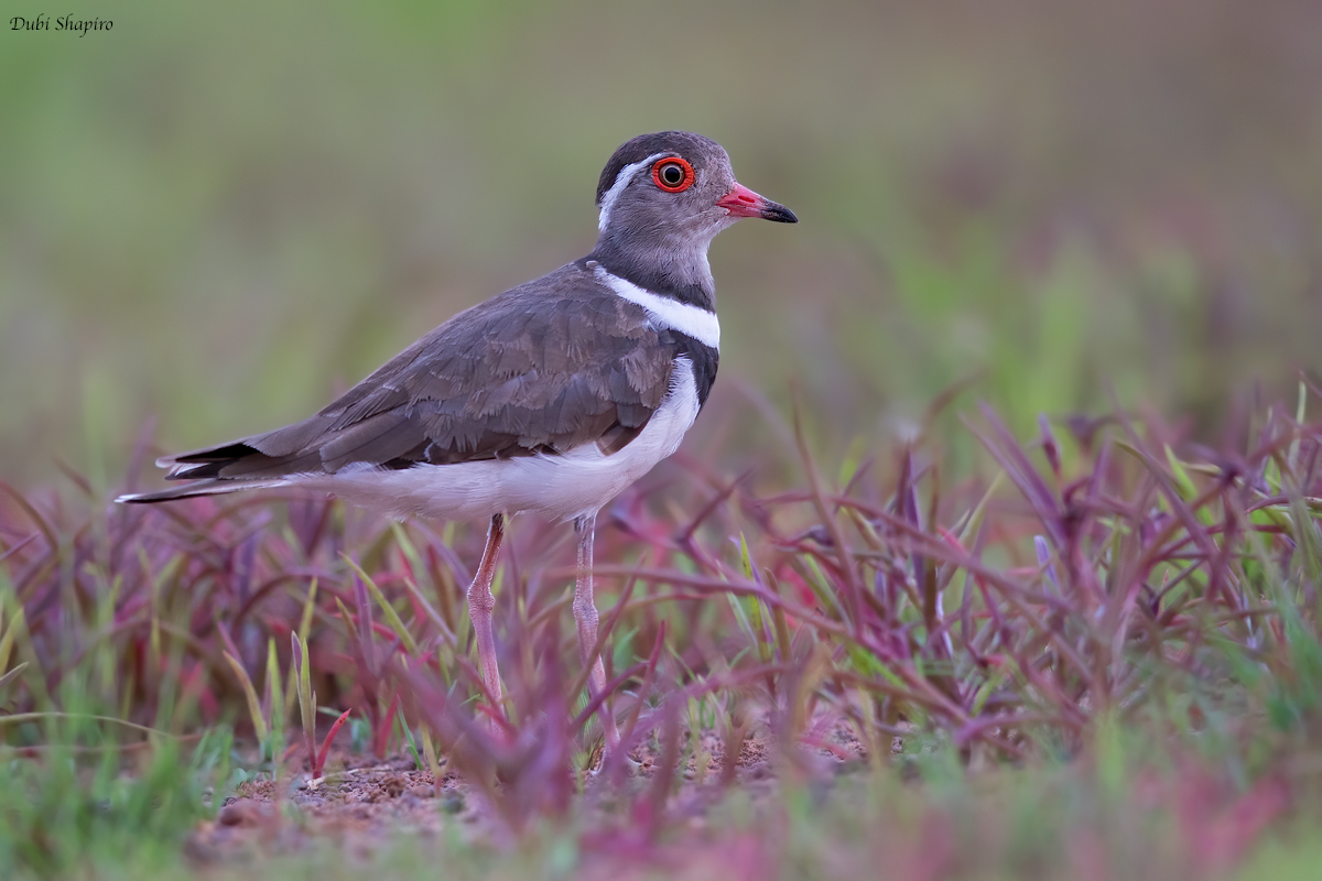 Forbes’s Plover 