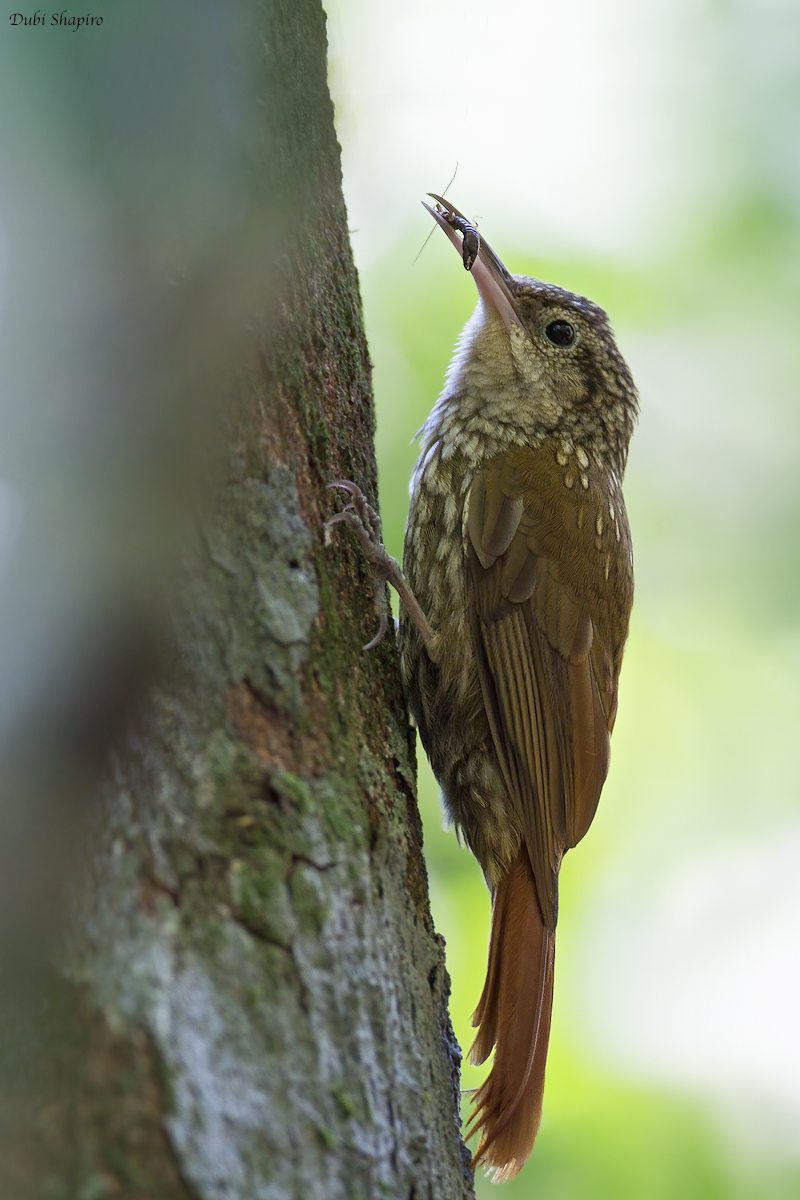 Lesser Woodcreeper