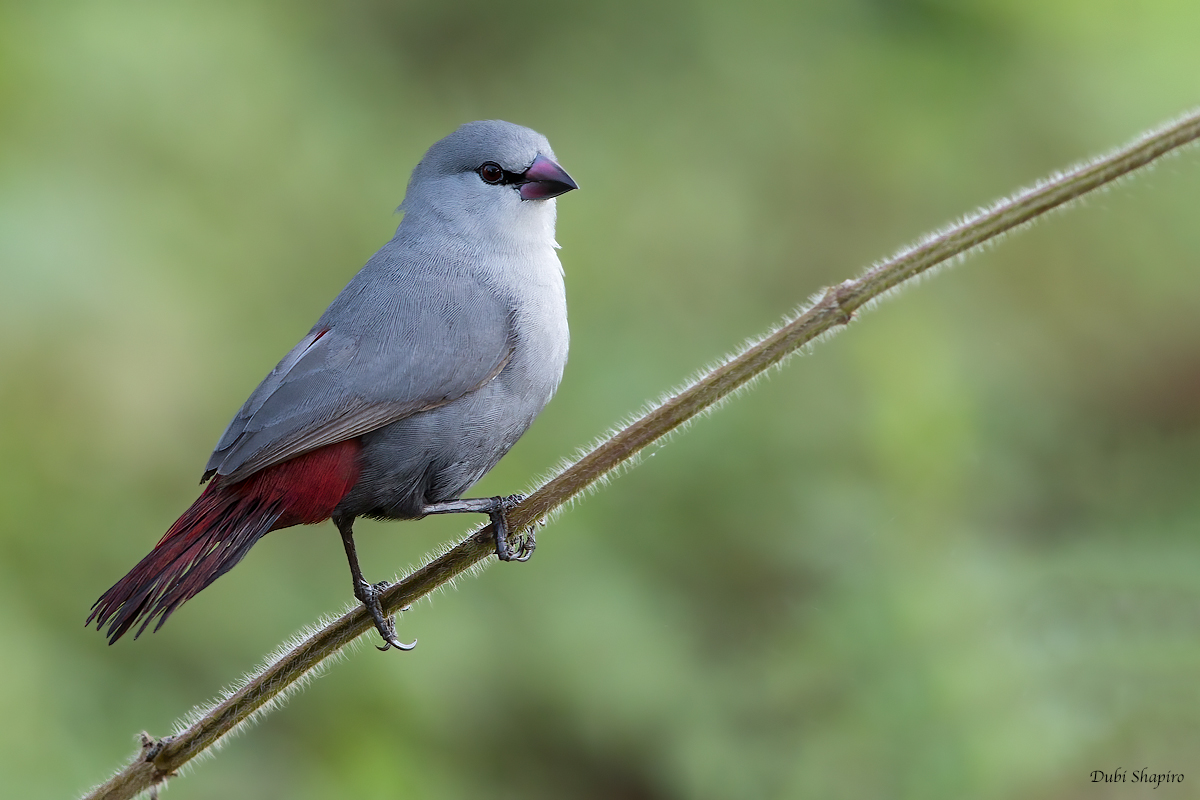 Lavender Waxbill 