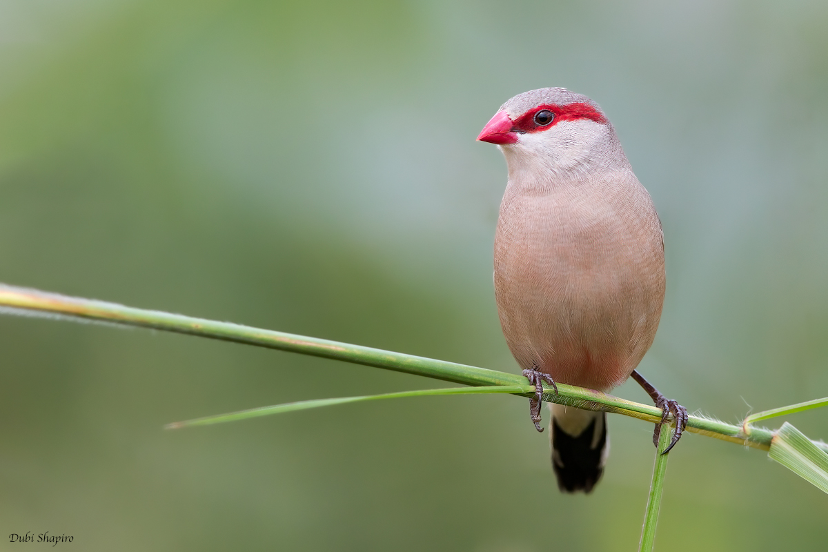 Black-rumped Waxbill 