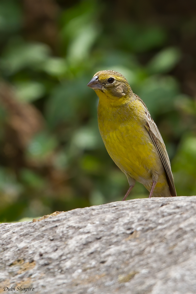 Raimondi’s Yellow-finch