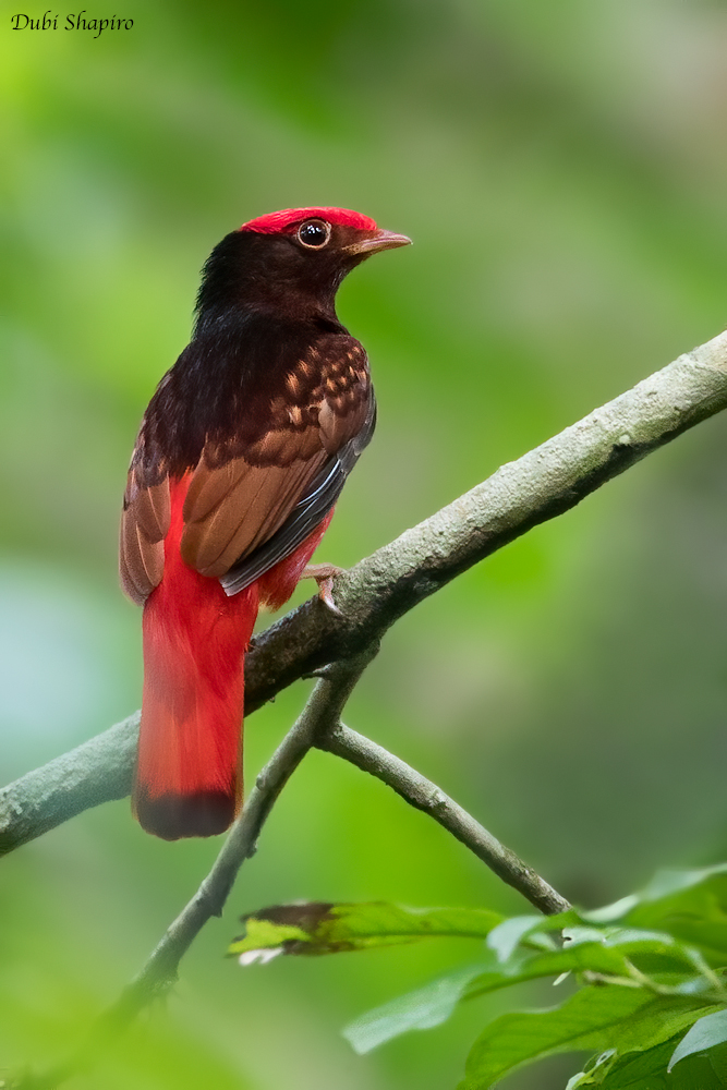 Guianan Red Cotinga