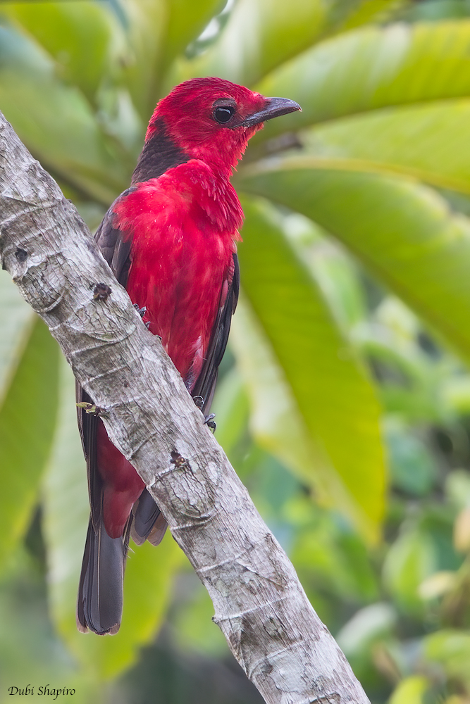 Crimson Fruitcrow 