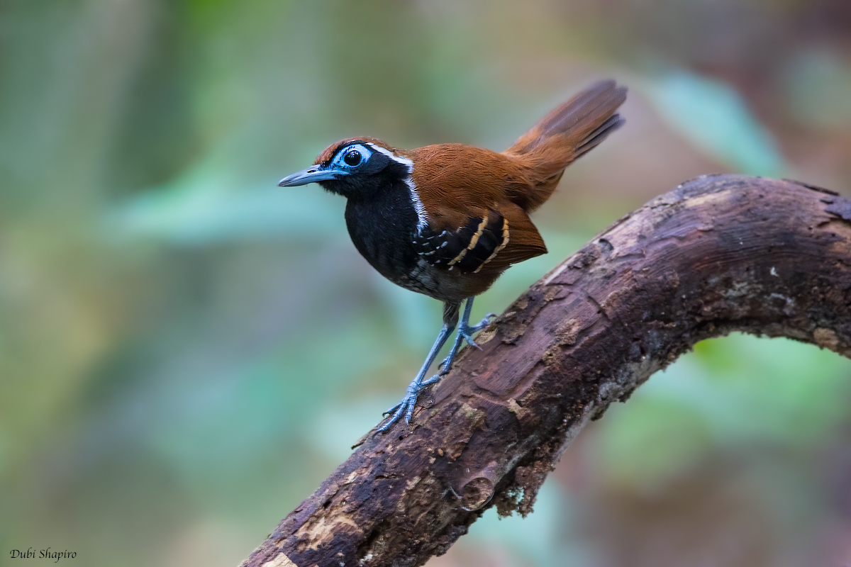 Ferruginous-backed Antbird (Antbirds, Antshrikes, Antwrens, and Antvireos)