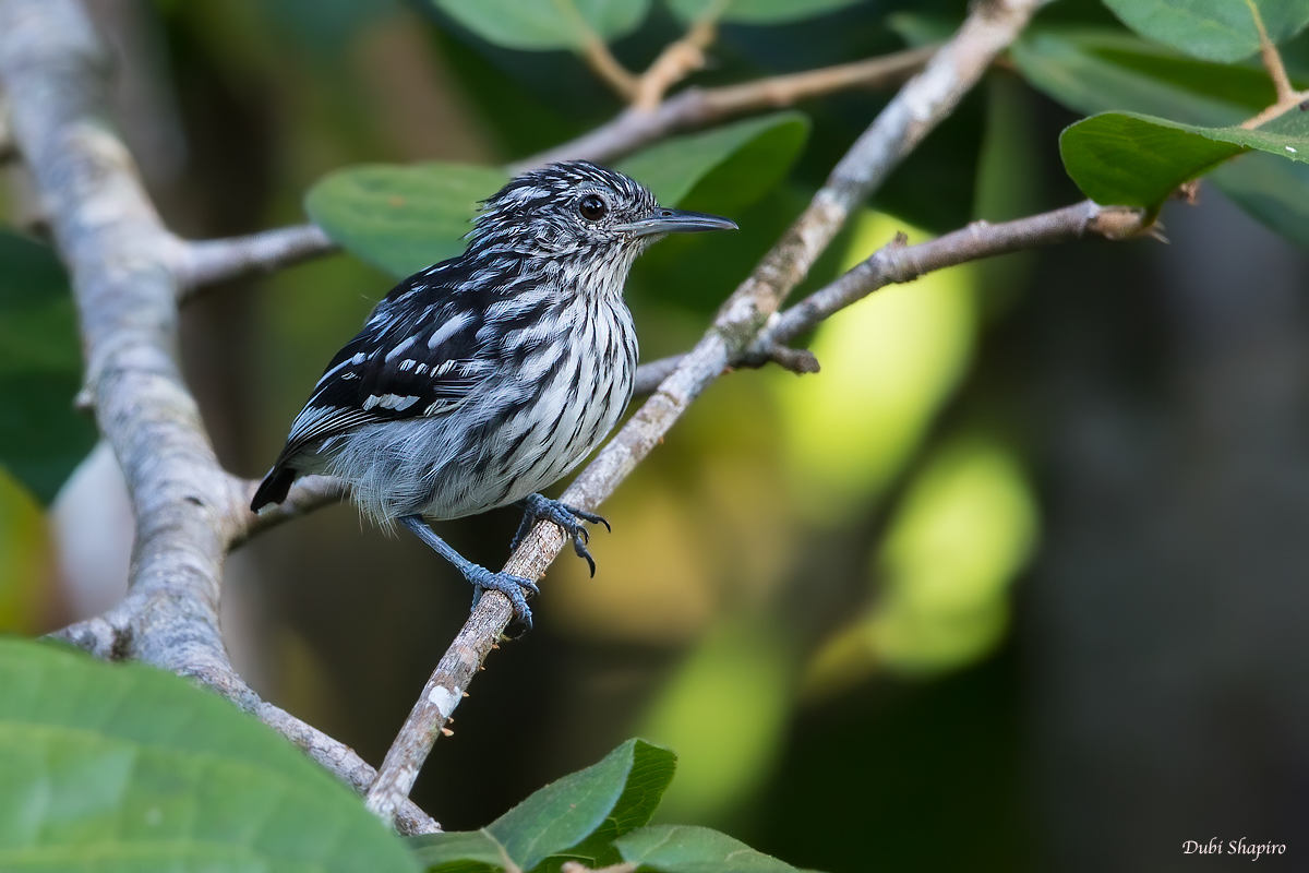 Guianan Streaked Antwren