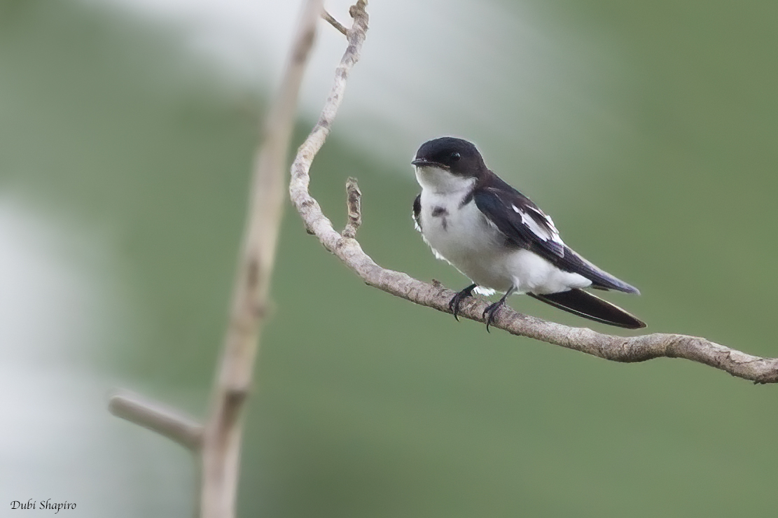 Pied-winged Swallow