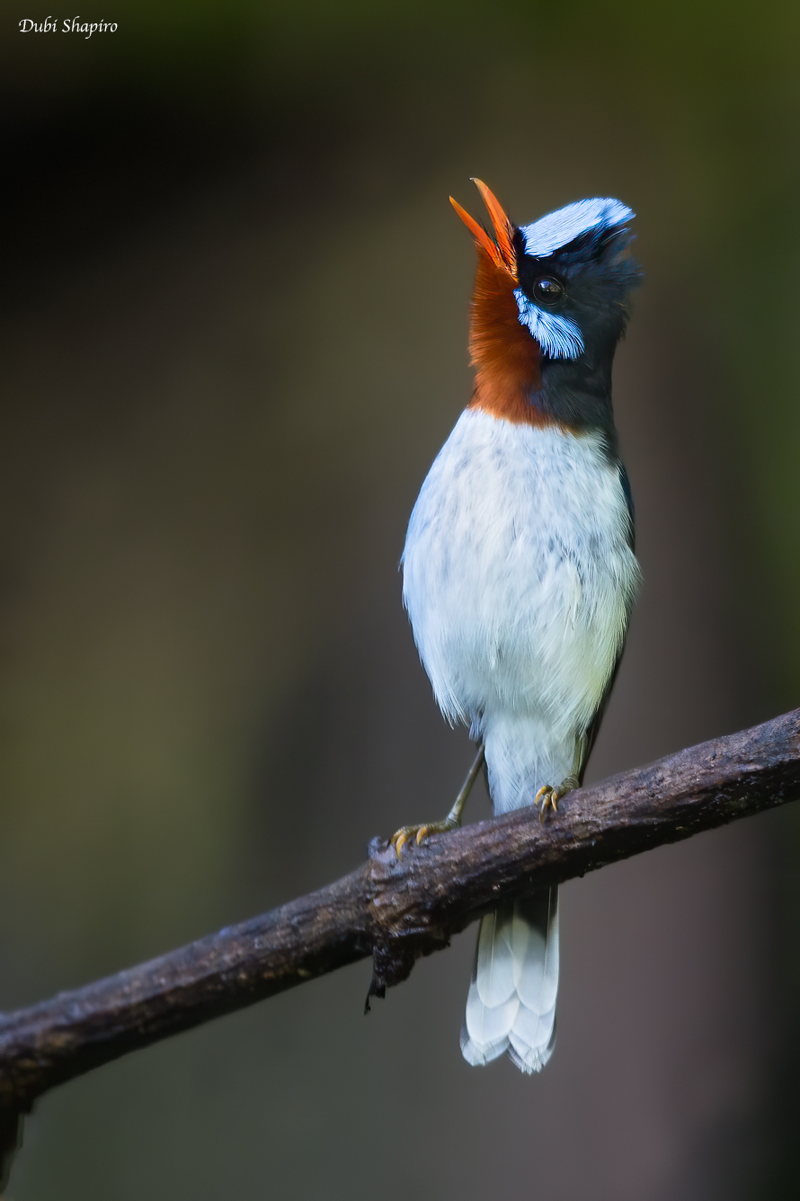 Chestnut-throated Flycatcher 