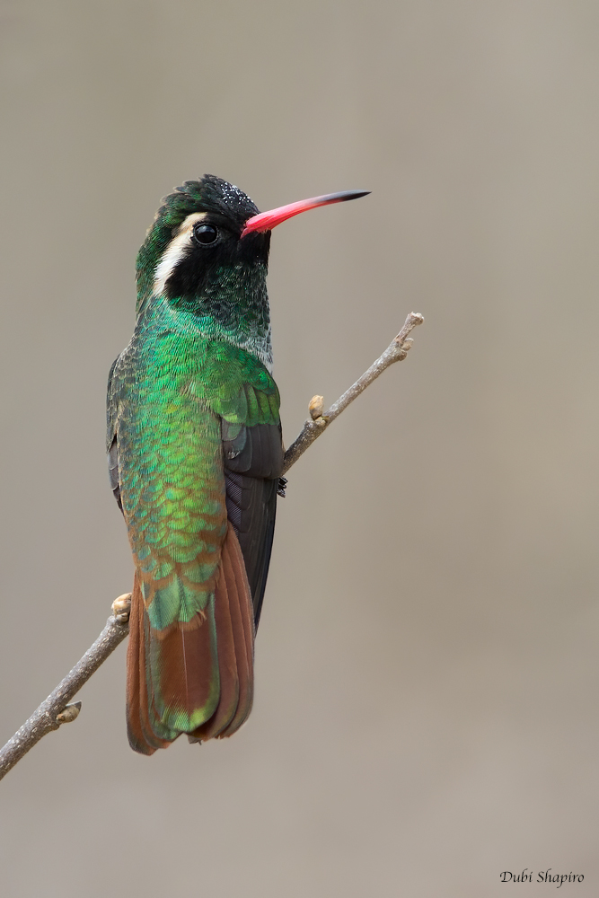 Xantuss Hummingbird