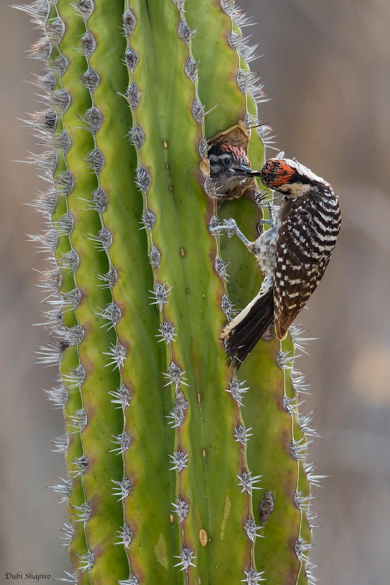 Ladder-backed Woodpecker 