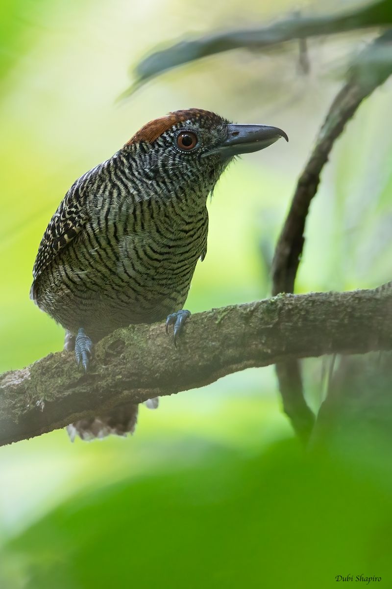 Fasciated Antshrike  