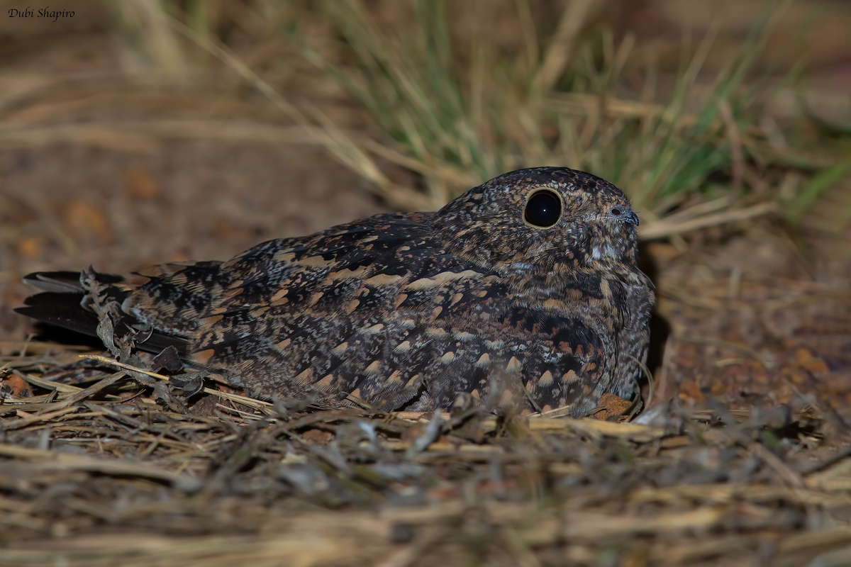 Lesser Nighthawk