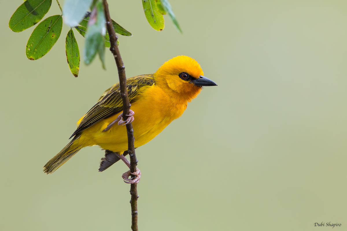 Orange Weaver 