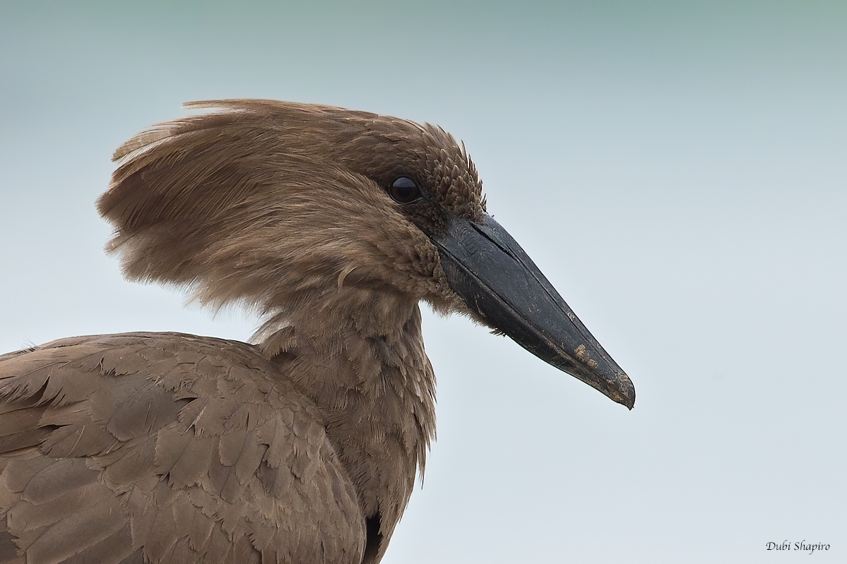 Hamerkop (Hamerkop)